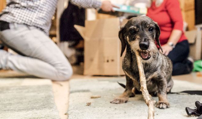 Hund mit Stöckchen vor Umzugskartons